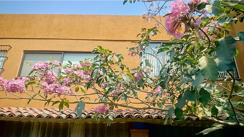 Orchidelirium Casa Hotel & Salud Estetica Cuernavaca Exterior foto
